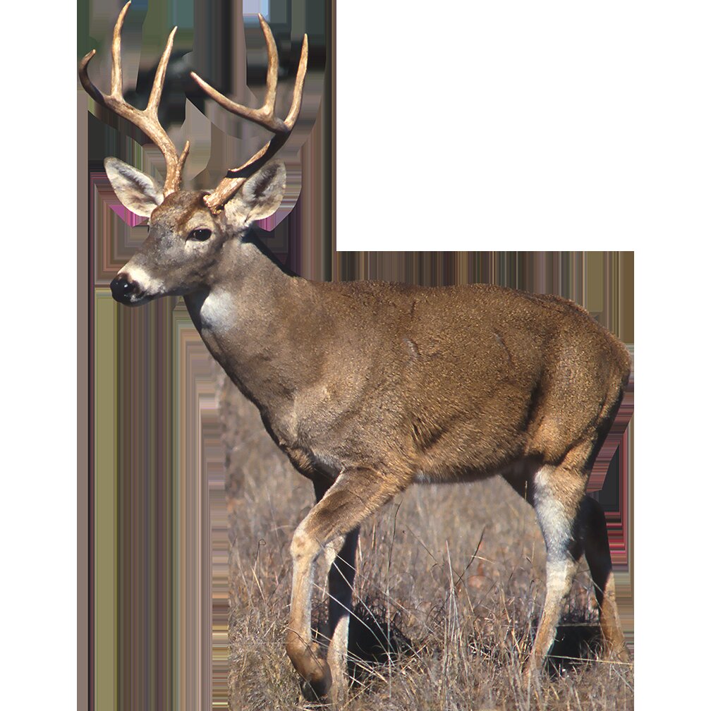 Orders WHITE TAIL BUCK DEER CARDBOARD CUTOUT FREE SHIPPING